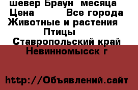 шевер Браун 2месяца › Цена ­ 200 - Все города Животные и растения » Птицы   . Ставропольский край,Невинномысск г.
